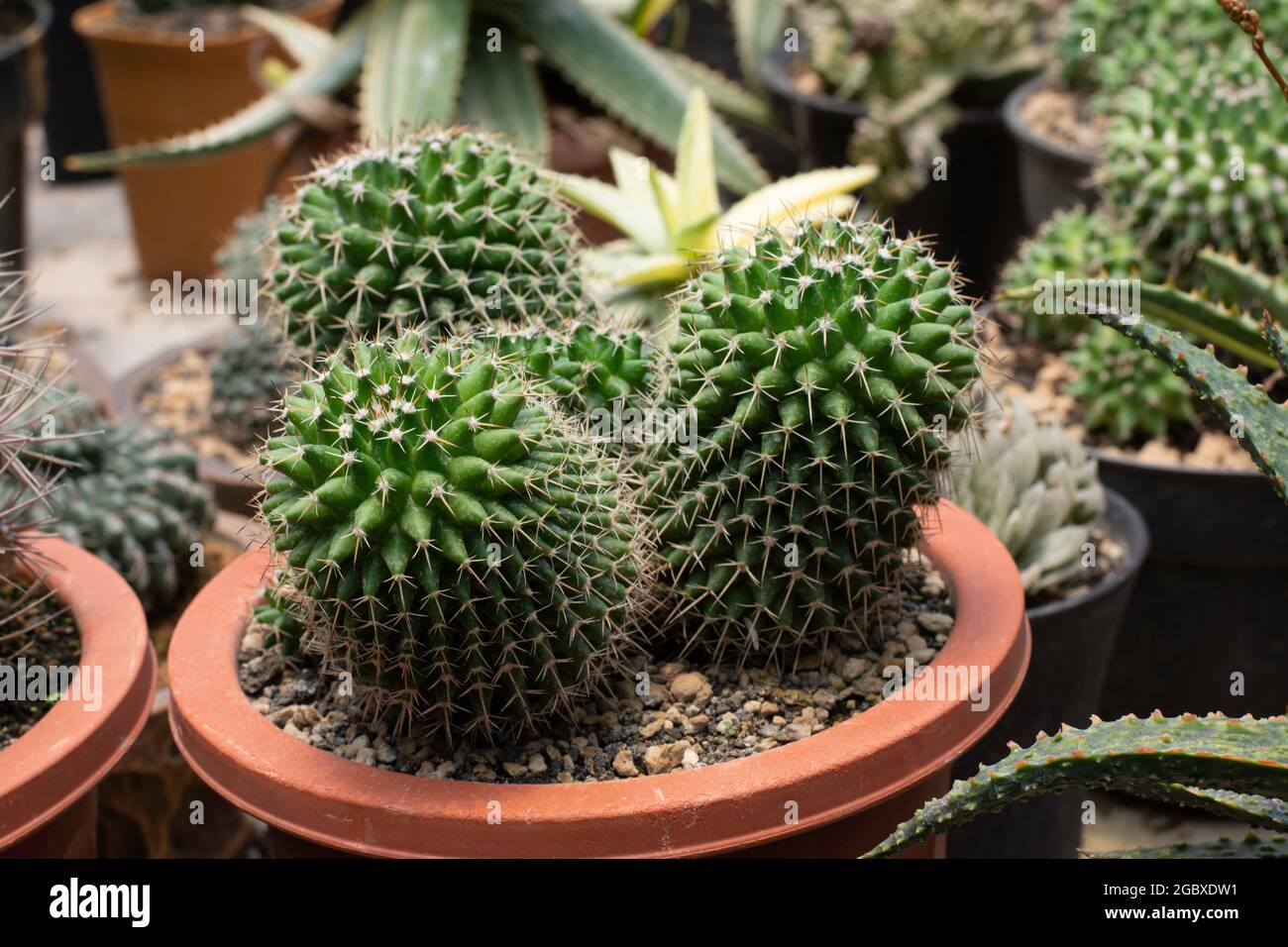 Cactus plants in pots Stock Photo