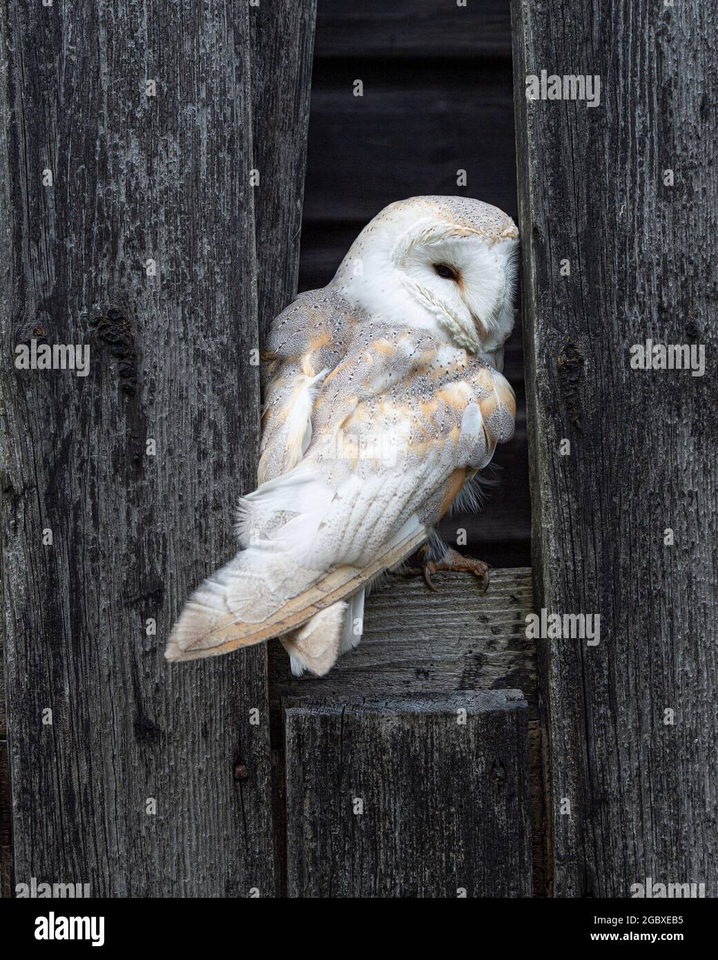 Barn owl, Tyto Alba Stock Photo