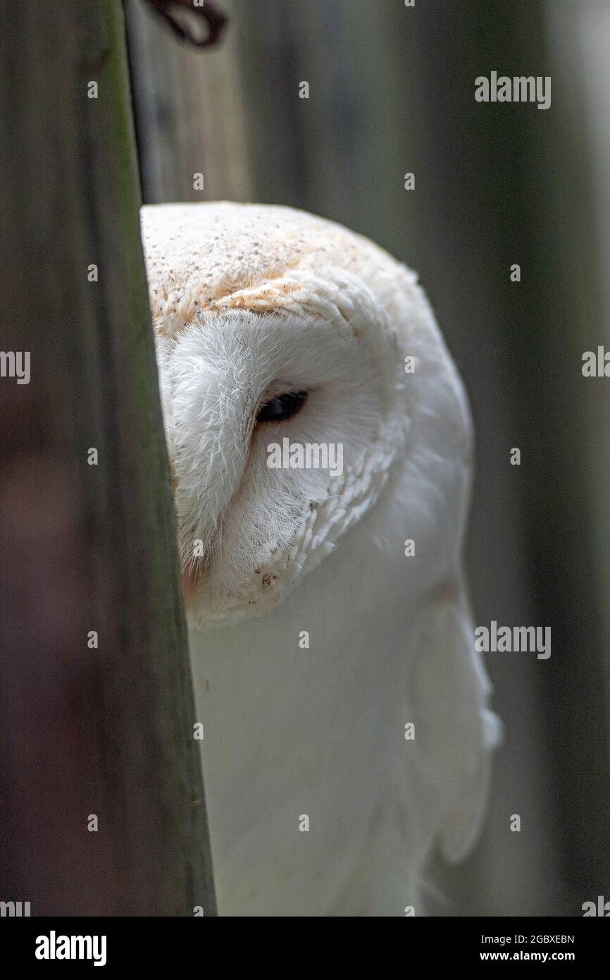 Barn owl, Tyto Alba Stock Photo