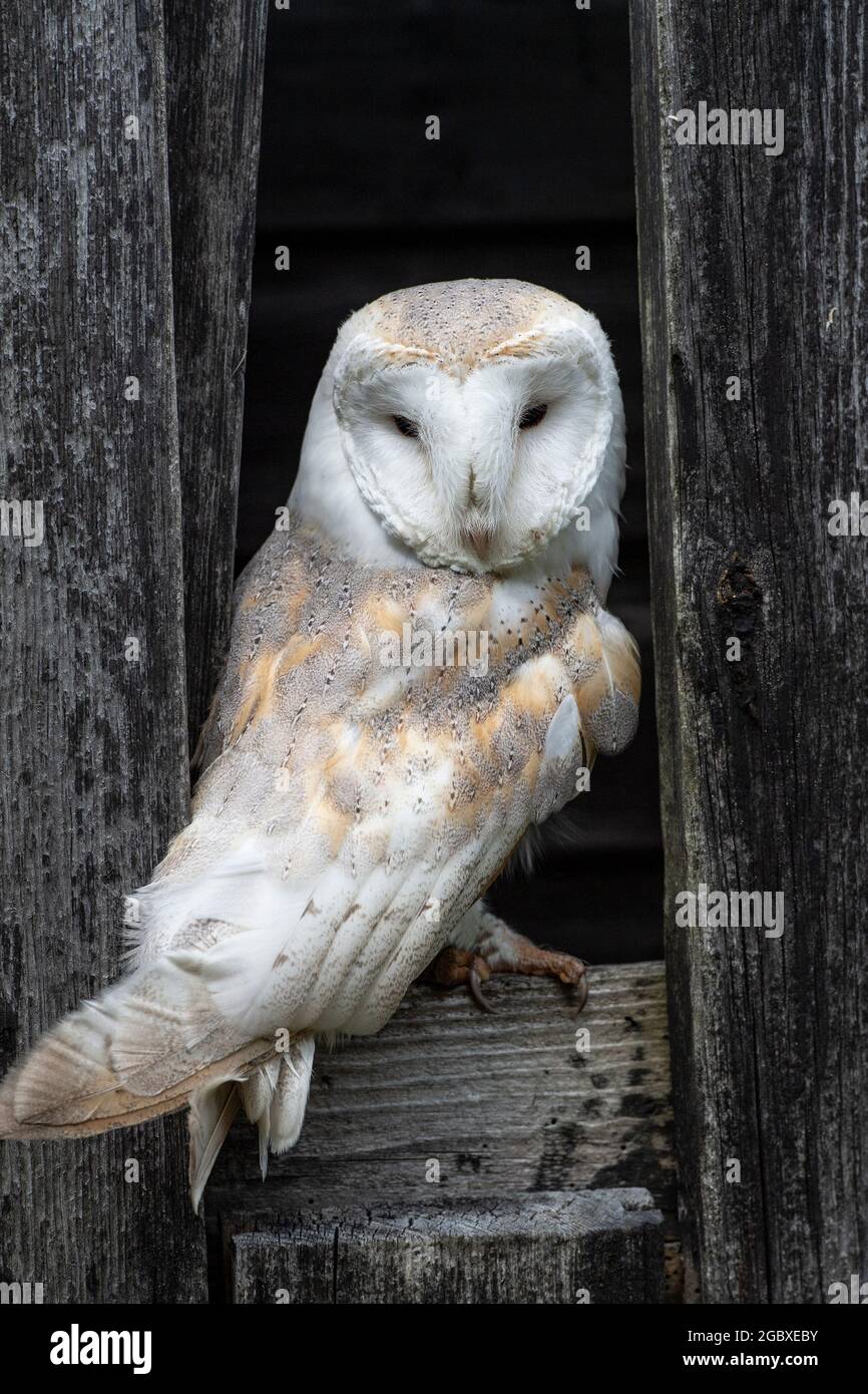 Barn owl, Tyto Alba Stock Photo