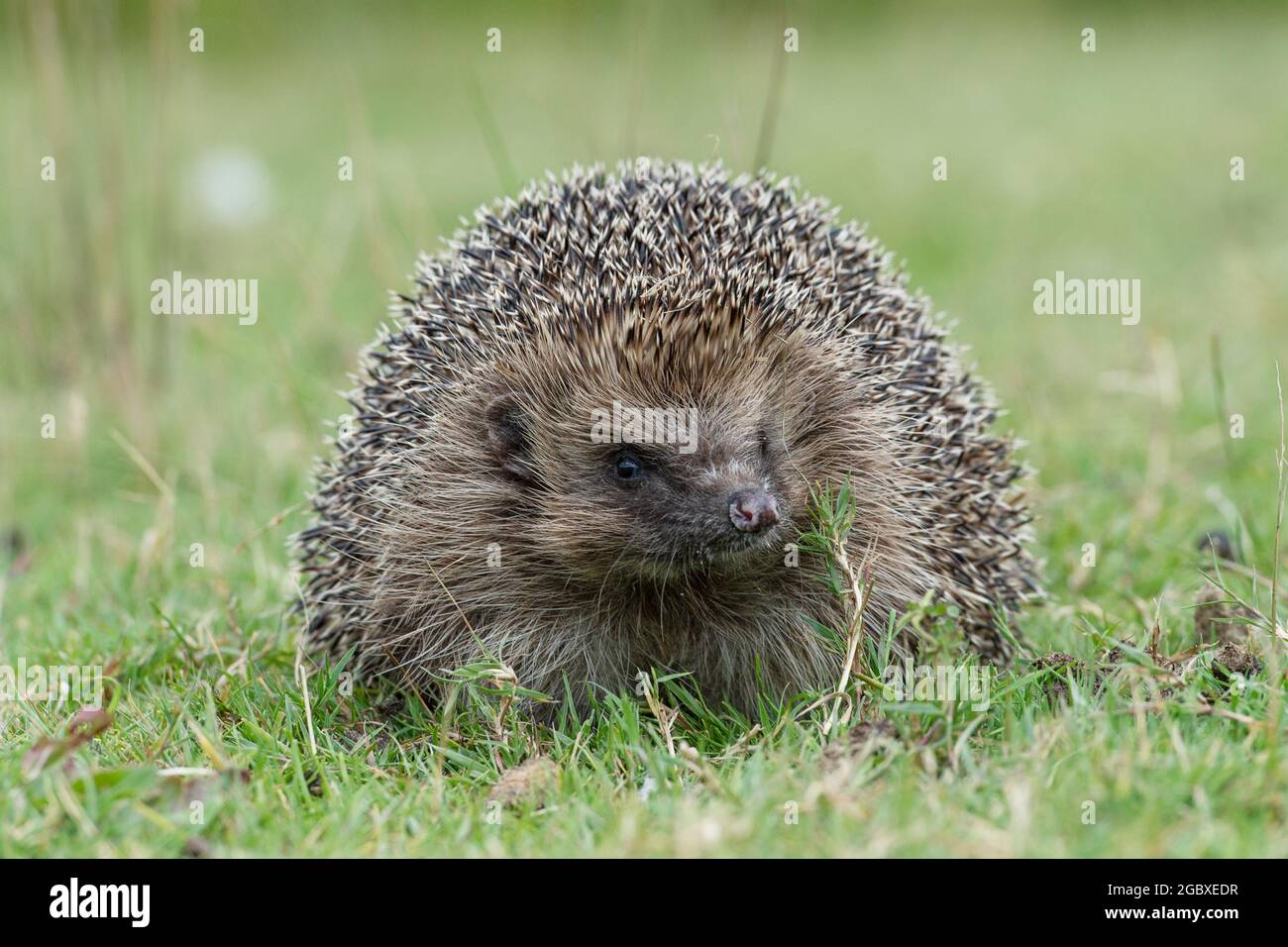 hedgehog Stock Photo