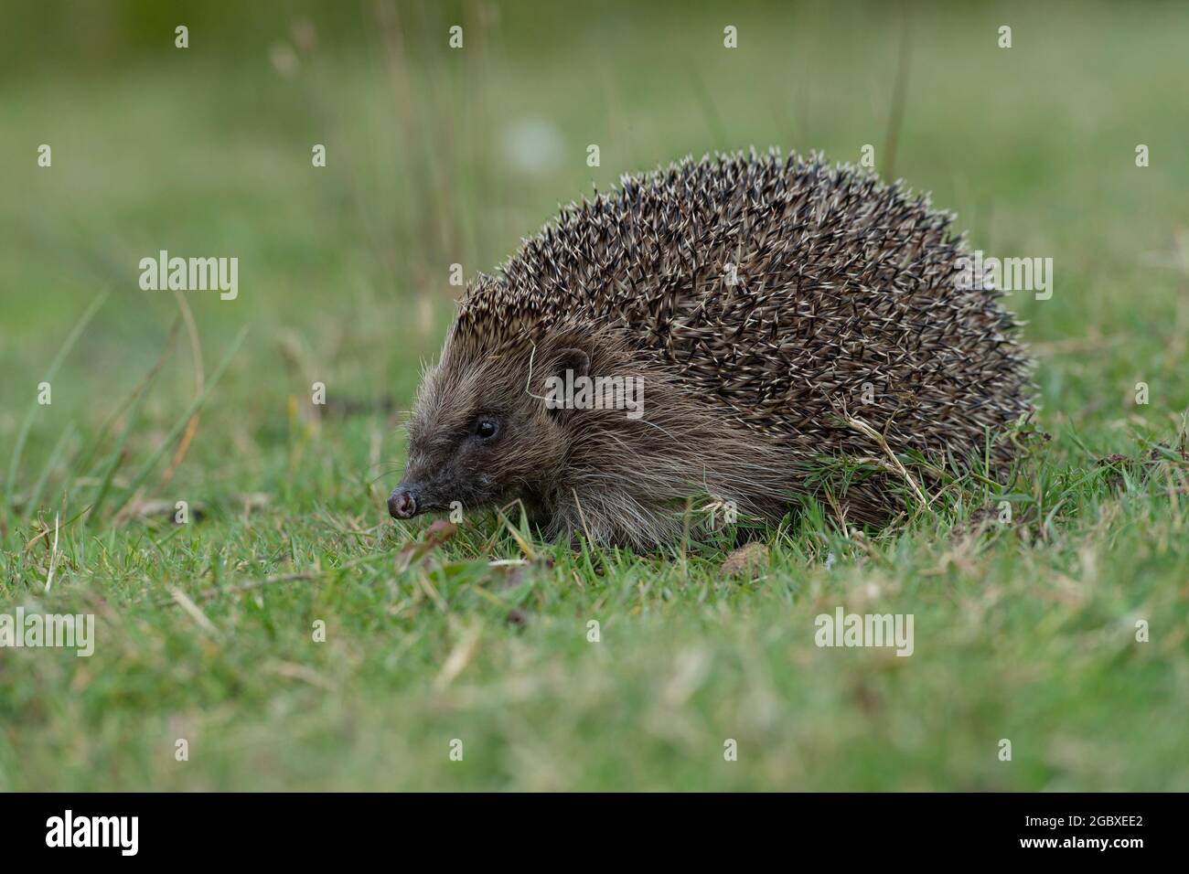 hedgehog, Erinaceus europaeus Stock Photo