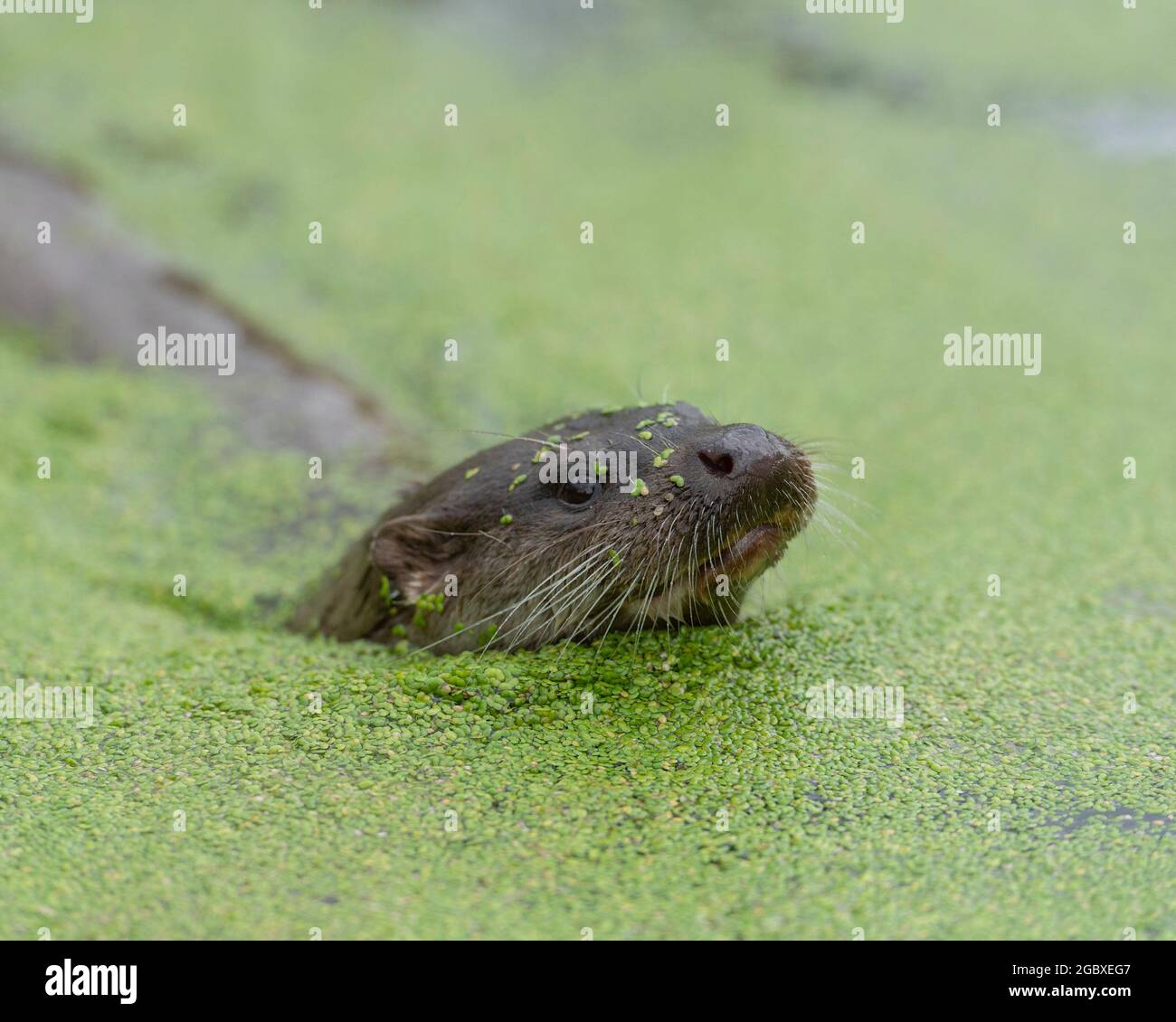 Tarka the otter hi-res stock photography and images - Alamy