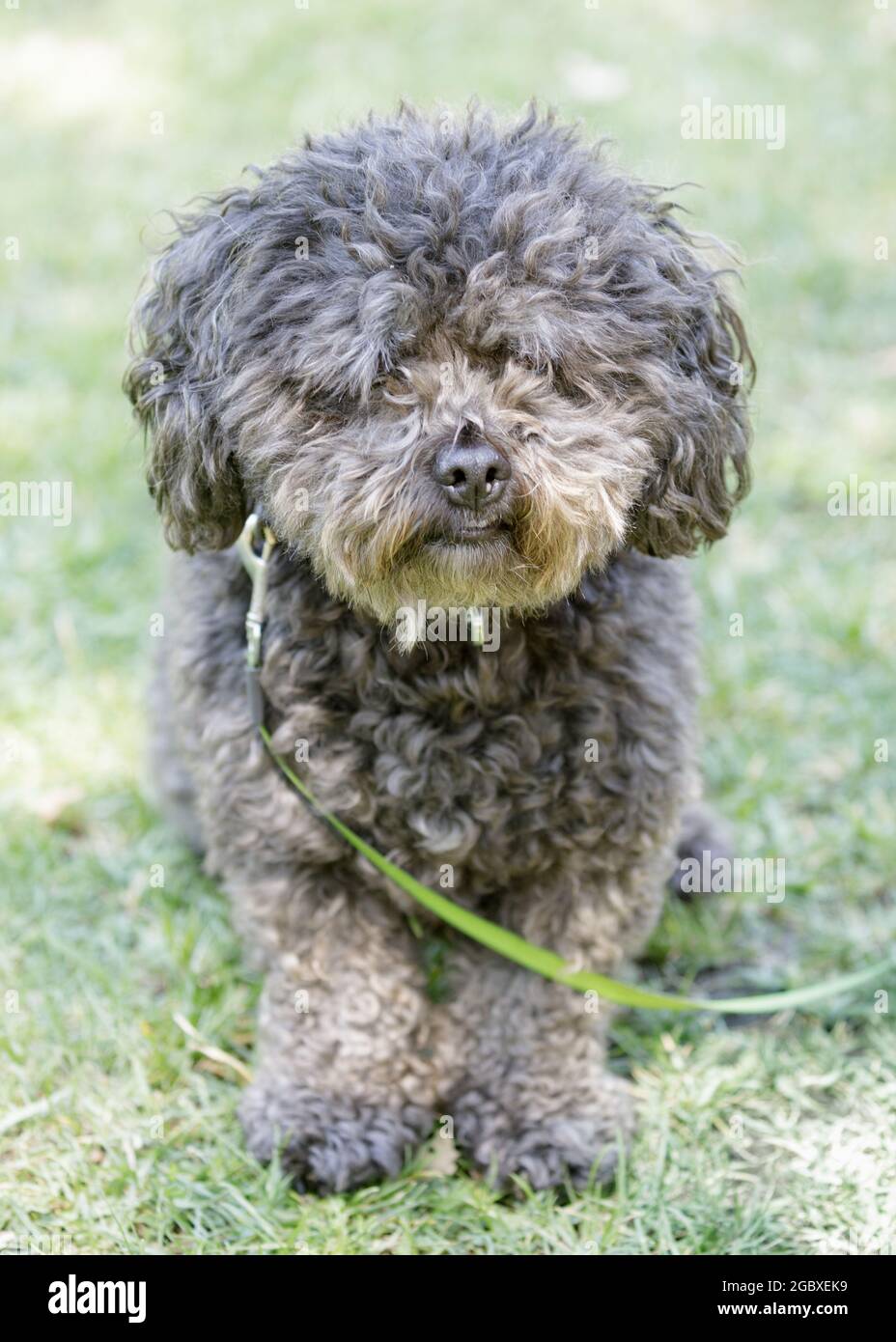 Bichon Poodle Mix Dog. Off-leash dog park in Northern California. Stock Photo