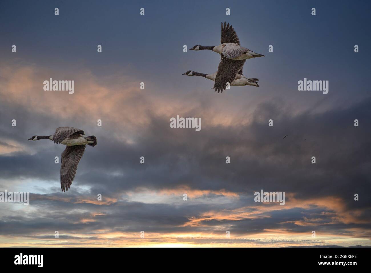 Canada geese flying at dusk Stock Photo