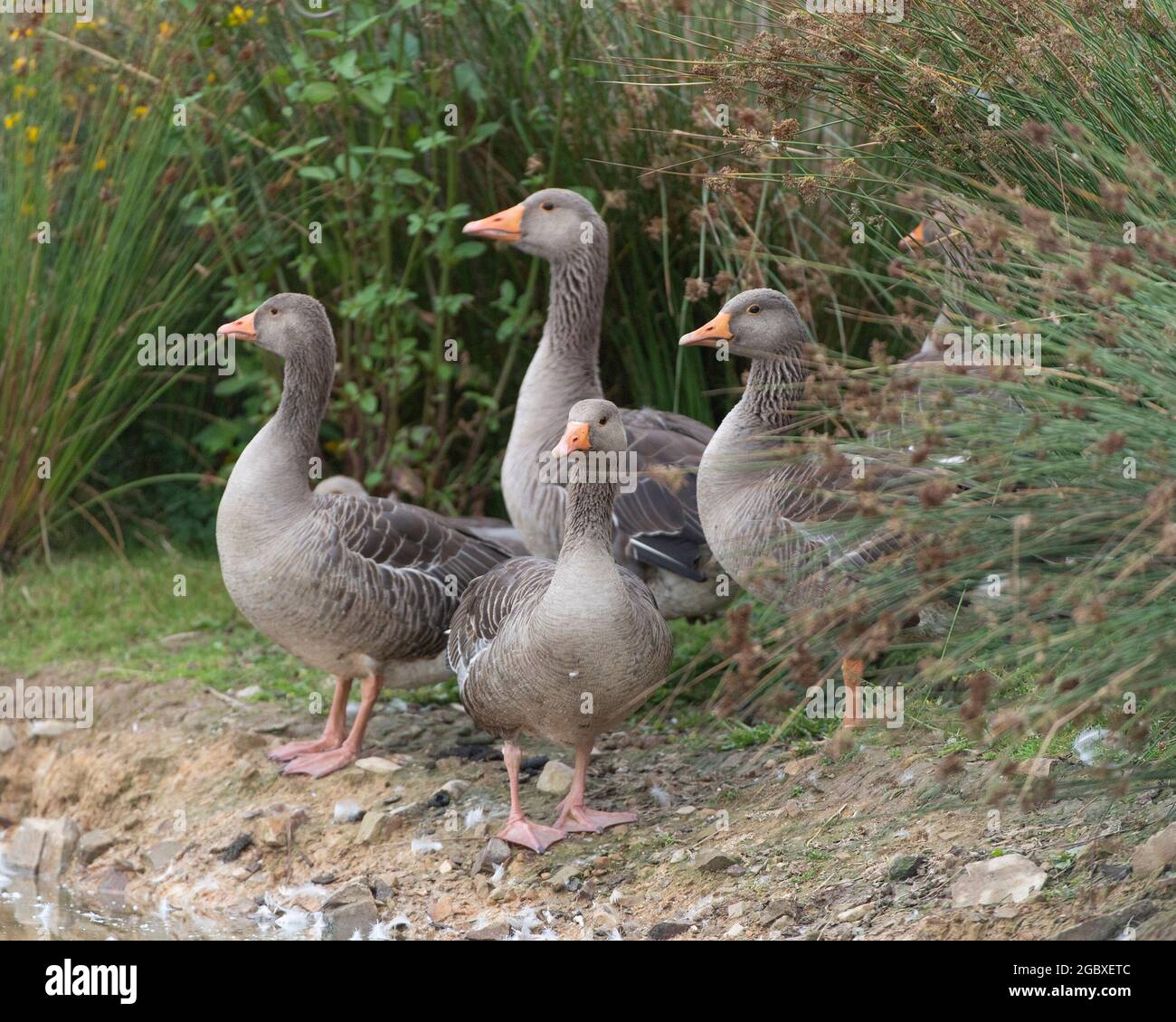 Greylag geese Stock Photo