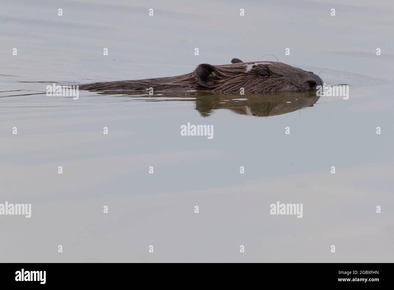 beaver swimming Stock Photo