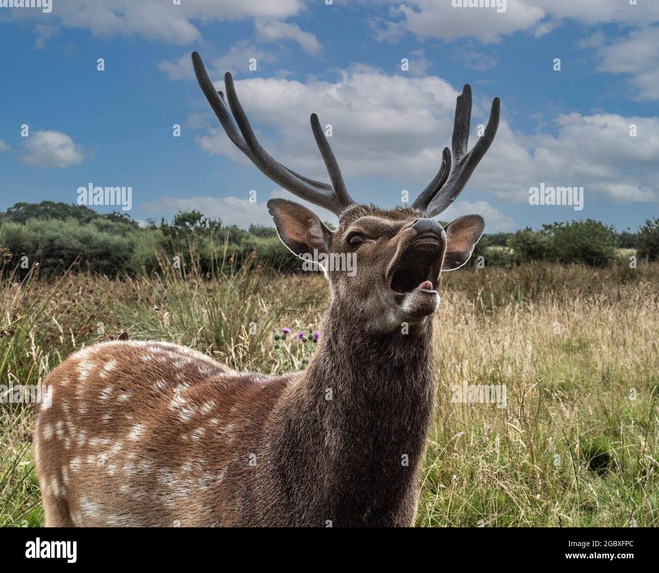 sika deer (Cervus nippon) stag Stock Photo