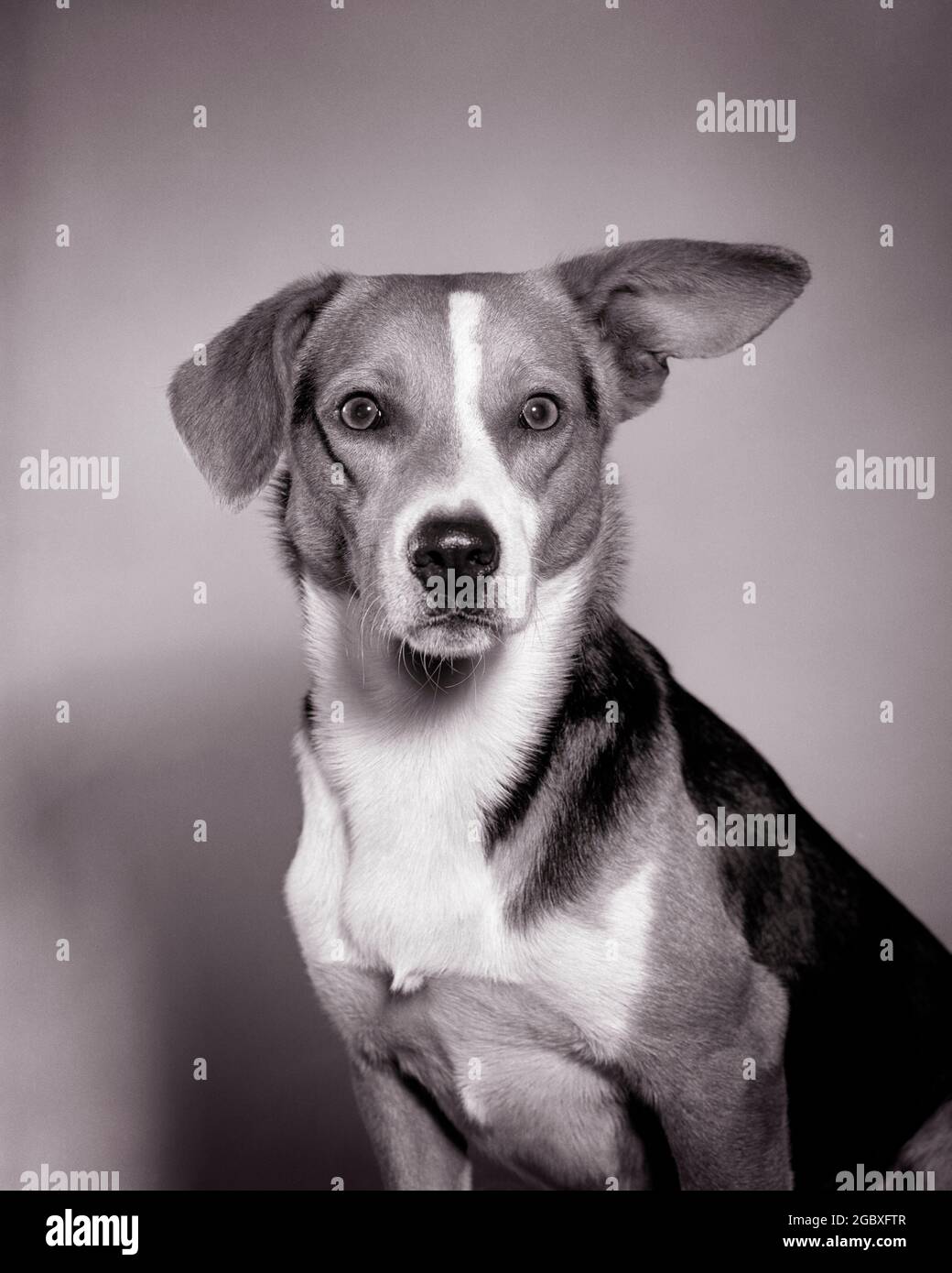 1950s PORTRAIT OF DOG LOOKING AT CAMERA ONE EAR POINTING STRAIGHT OUT THEY WENT THAT WAY DIRECTION - dc299 24 CAM001 HARS CONCEPTUAL COMEDY WACKY IDIOSYNCRATIC AMUSING CANINE ECCENTRIC MAMMAL BLACK AND WHITE DIRECT OLD FASHIONED Stock Photo