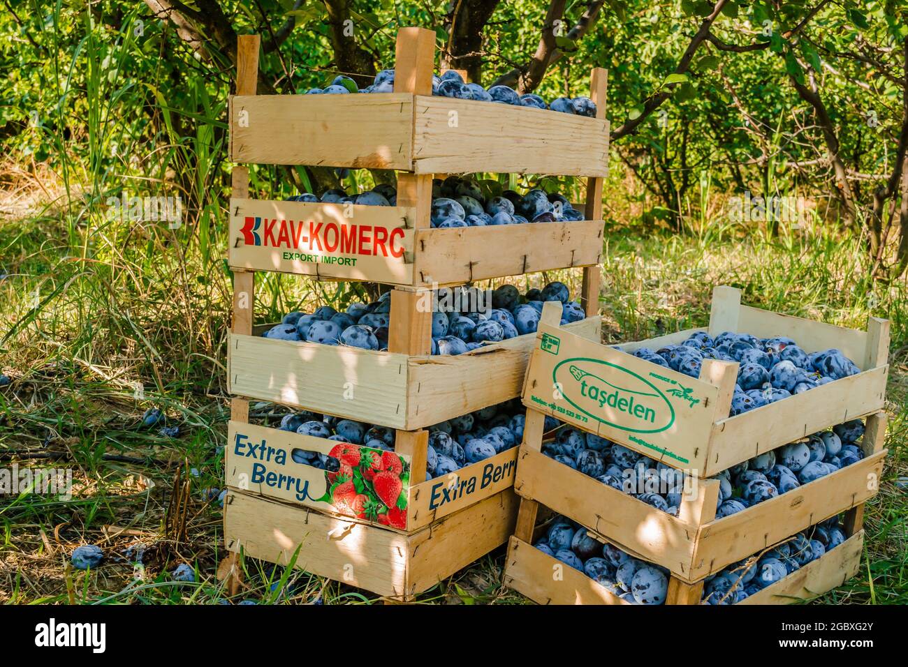 Stacked wooden crates with harvested ripe plum fruits. Stock Photo