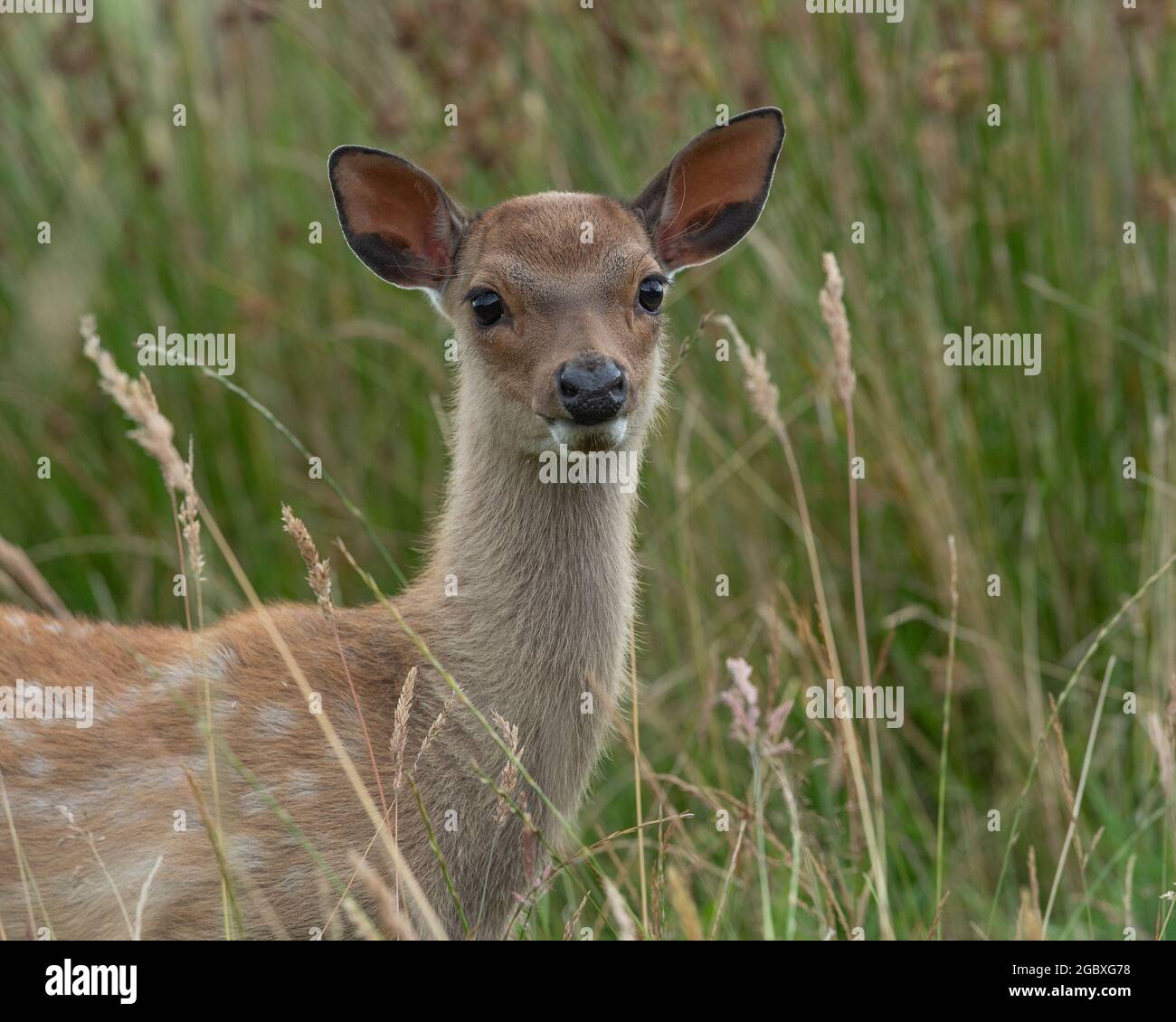 sika deer (Cervus nippon) Stock Photo