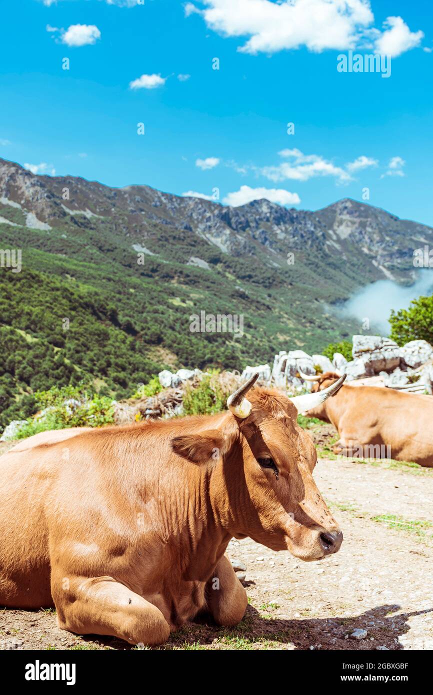 Lying cows resting on a sunny day in the San Isidro mountain pass in Asturias Spain.The photograph is shot in vertical format. Stock Photo