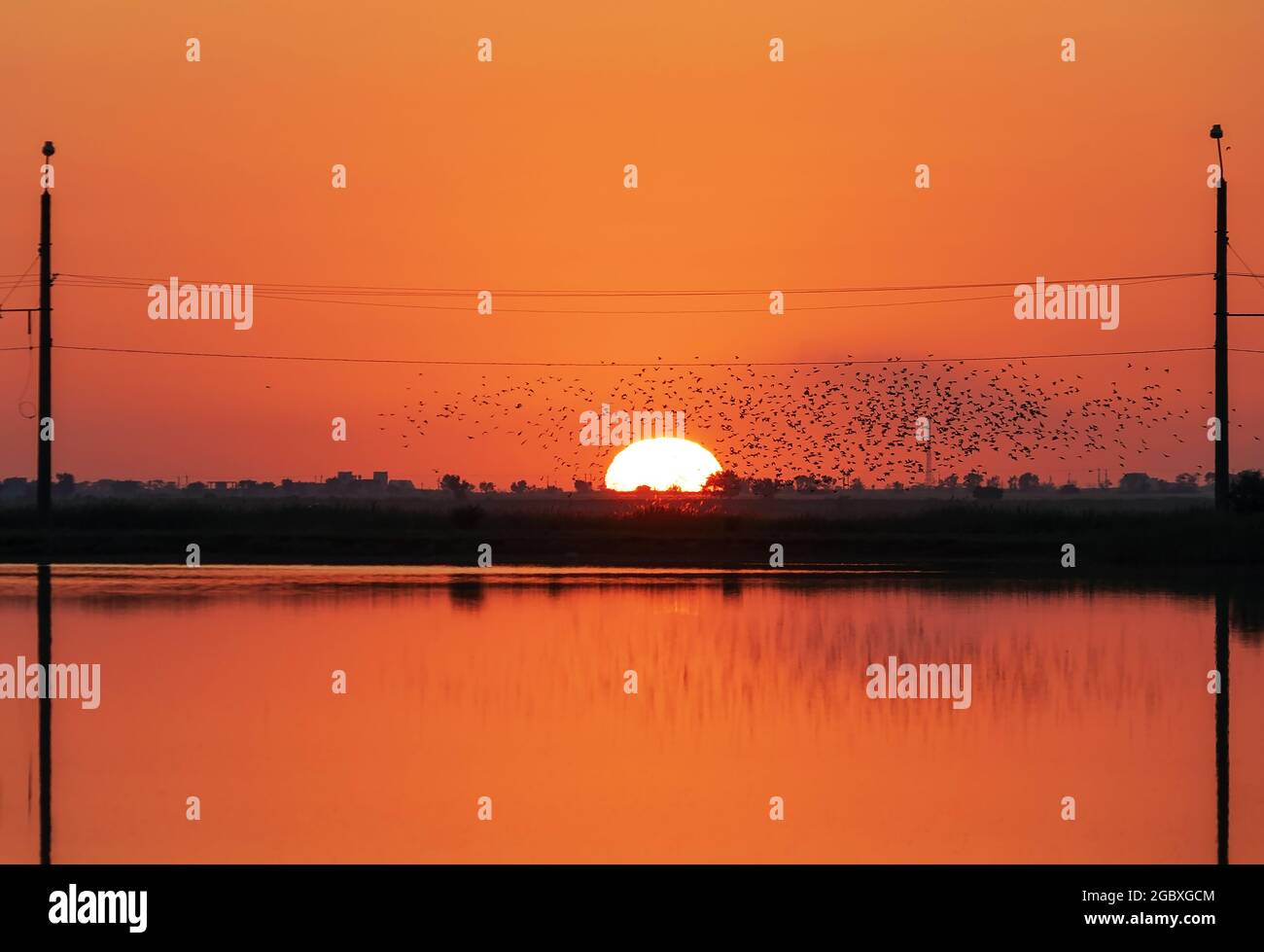 A flock of birds silhouetted against the sunset, above the pond.Crimea. the village of Molochnoye.The Black Sea coast of Crimea. Stock Photo
