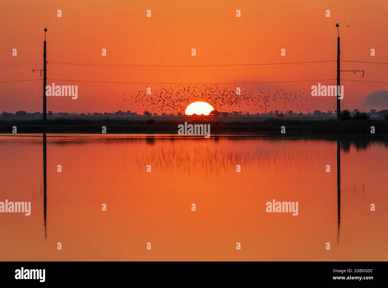 A flock of birds silhouetted against the sunset, above the pond.Crimea. the village of Molochnoye.The Black Sea coast of Crimea. Stock Photo