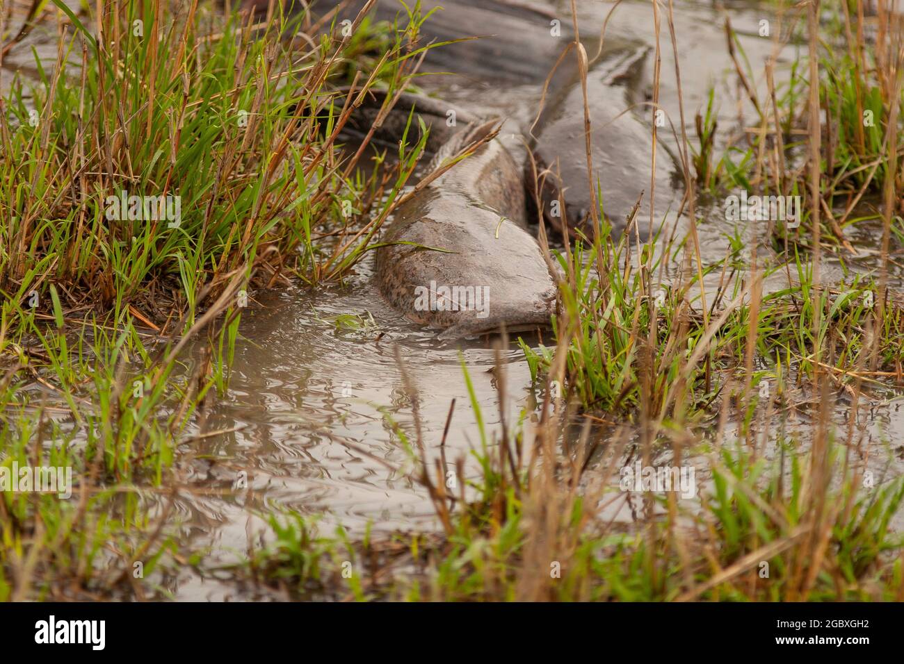 Walking Catfish (Clarias batrachus) make their way across land to spawn in small rainpools Stock Photo