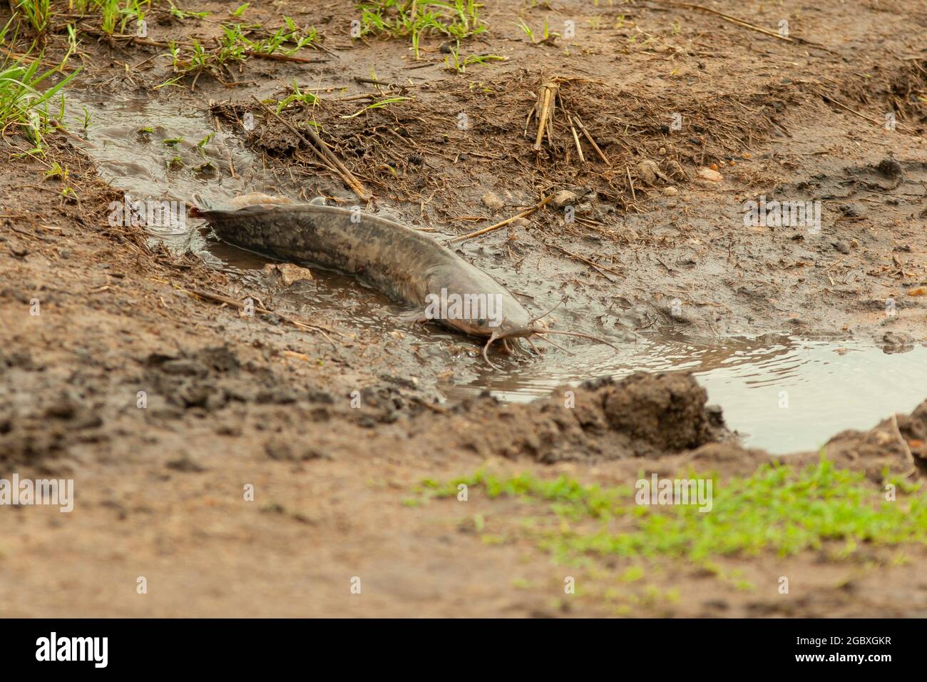 Walking Catfish (Clarias batrachus) make their way across land to spawn in small rainpools Stock Photo