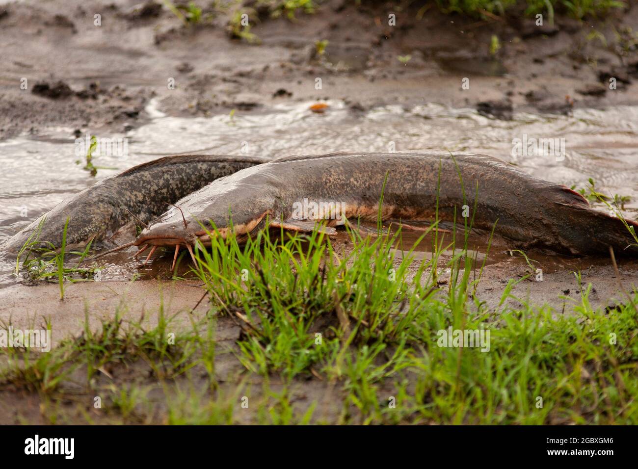 Walking Catfish (Clarias batrachus) make their way across land to spawn in small rainpools Stock Photo