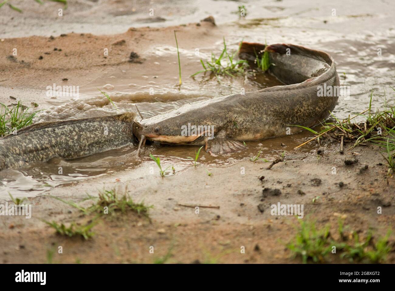 Walking Catfish (Clarias batrachus) make their way across land to spawn in small rainpools Stock Photo