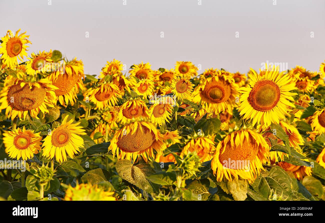 Agricultural field with yellow sunflowers. Morning summer rural scene. Oil manufacturing, Belarus, Minsk region Stock Photo