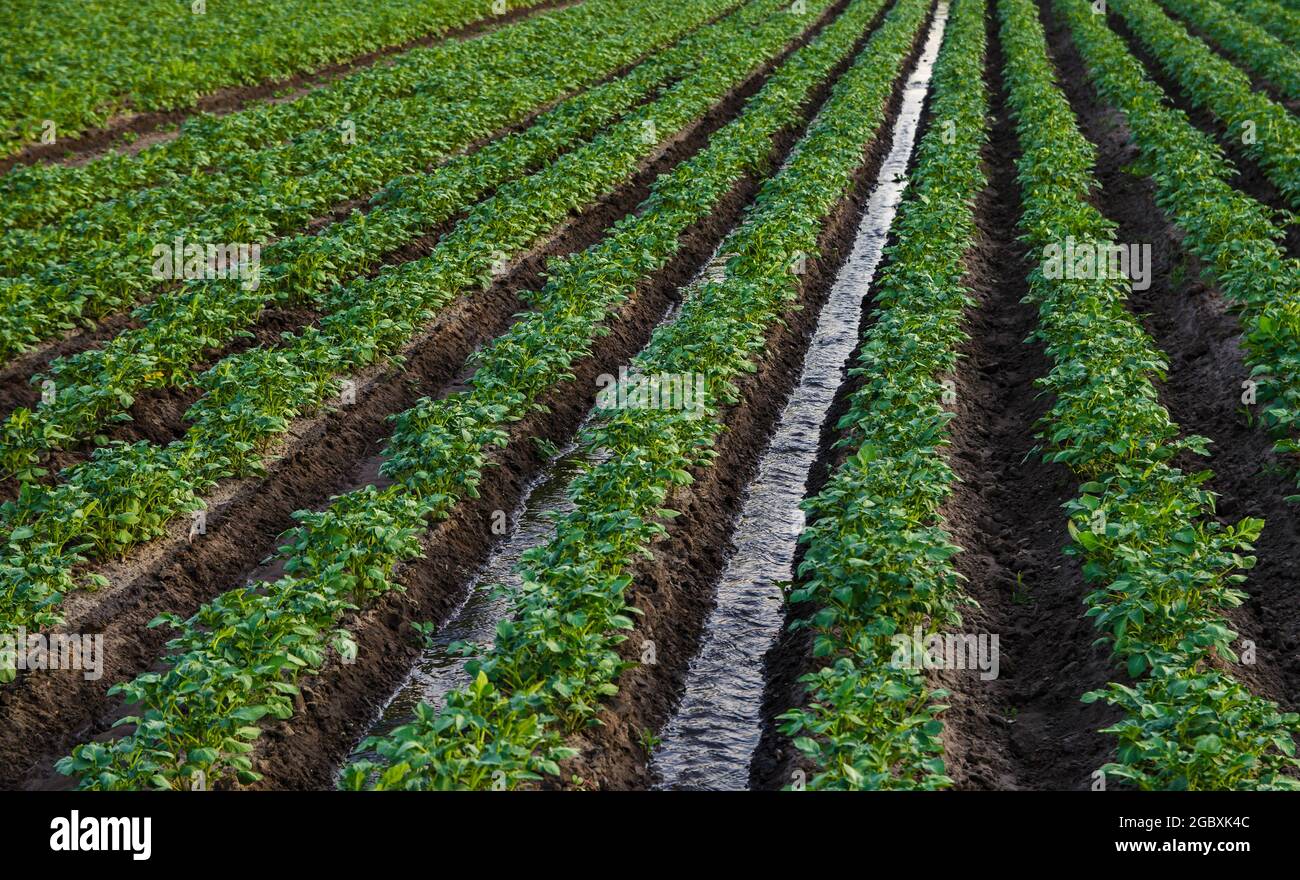 Water flows through an irrigation canal on a potato plantation. Surface irrigation of crops. European farming. Agriculture. Agronomy. Providing the fi Stock Photo