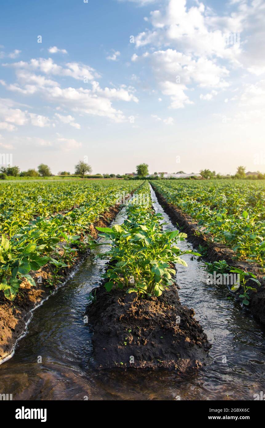 Watering the potato plantation. Water flows through an irrigation canals. Providing the field with life-giving moisture. Surface irrigation of crops. Stock Photo