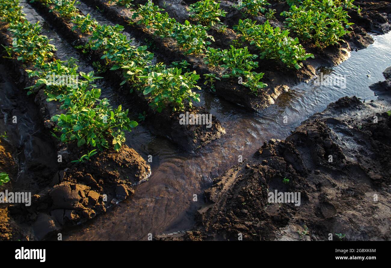 Watering potato plantation with surface irrigation canal with water.European organic farming. Agriculture and agribusiness. Agronomy. Moistening. Supp Stock Photo