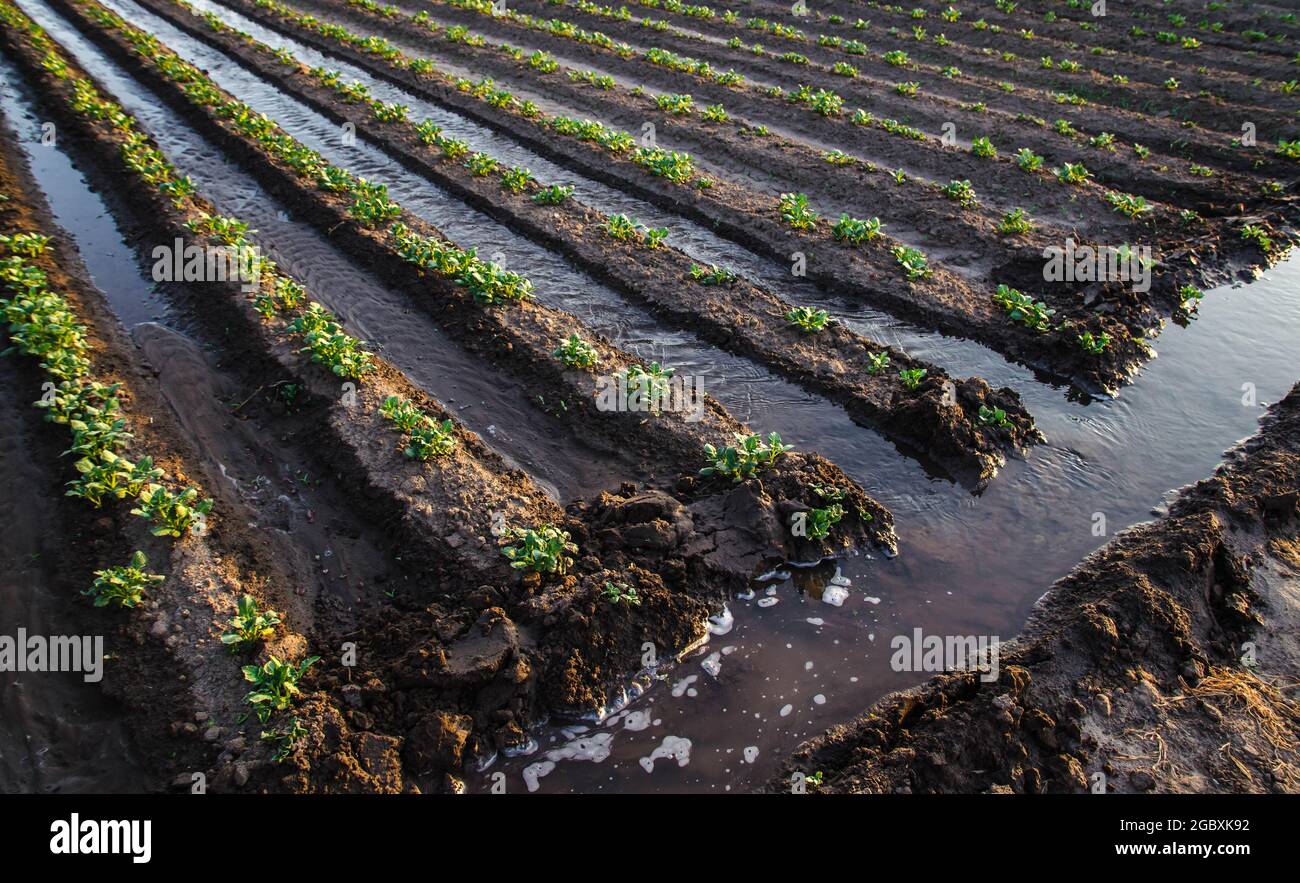 Abundant watering the potato plantation through irrigation canals. Surface irrigation of crops. European farming. Agriculture and agribusiness. Agrono Stock Photo