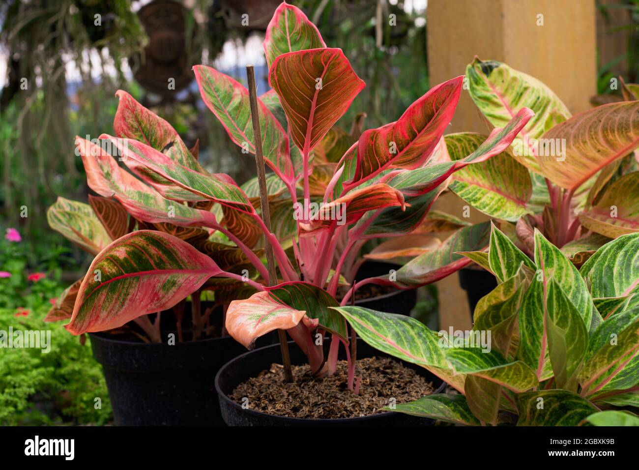 Red Aglaonema the colorful foliage houseplant variegated leaves Stock Photo  - Alamy