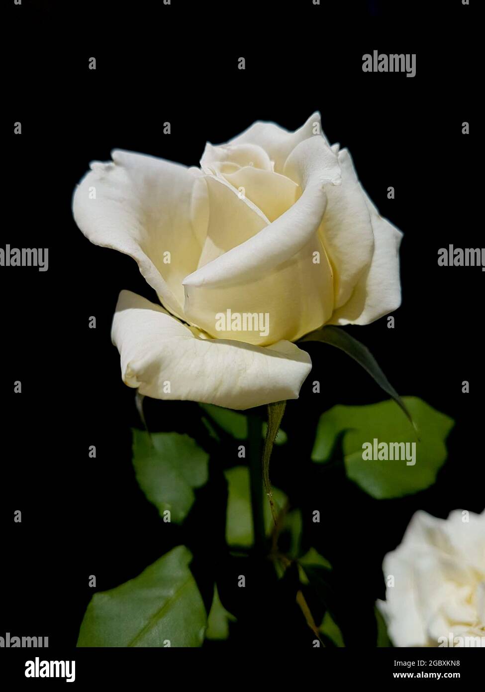 Single rose white black background hi-res stock photography and images ...