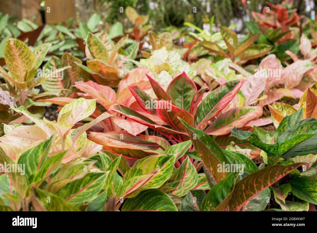 Red Aglaonema the colorful foliage houseplant variegated leaves Stock Photo