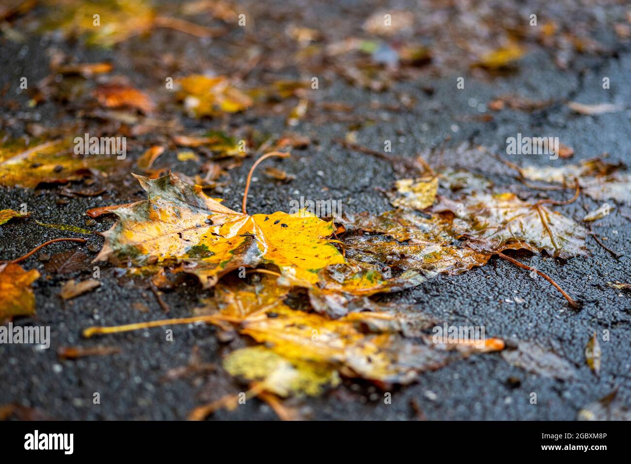 wet autumn leaves on the asphalt Stock Photo - Alamy
