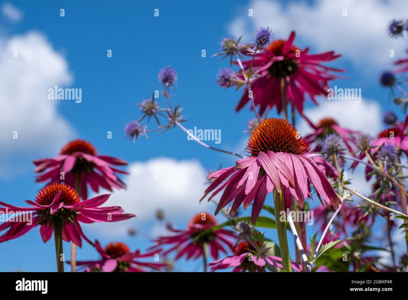 Pink echinacea purpurea flowers, also known as coneflowers or rudbeckia