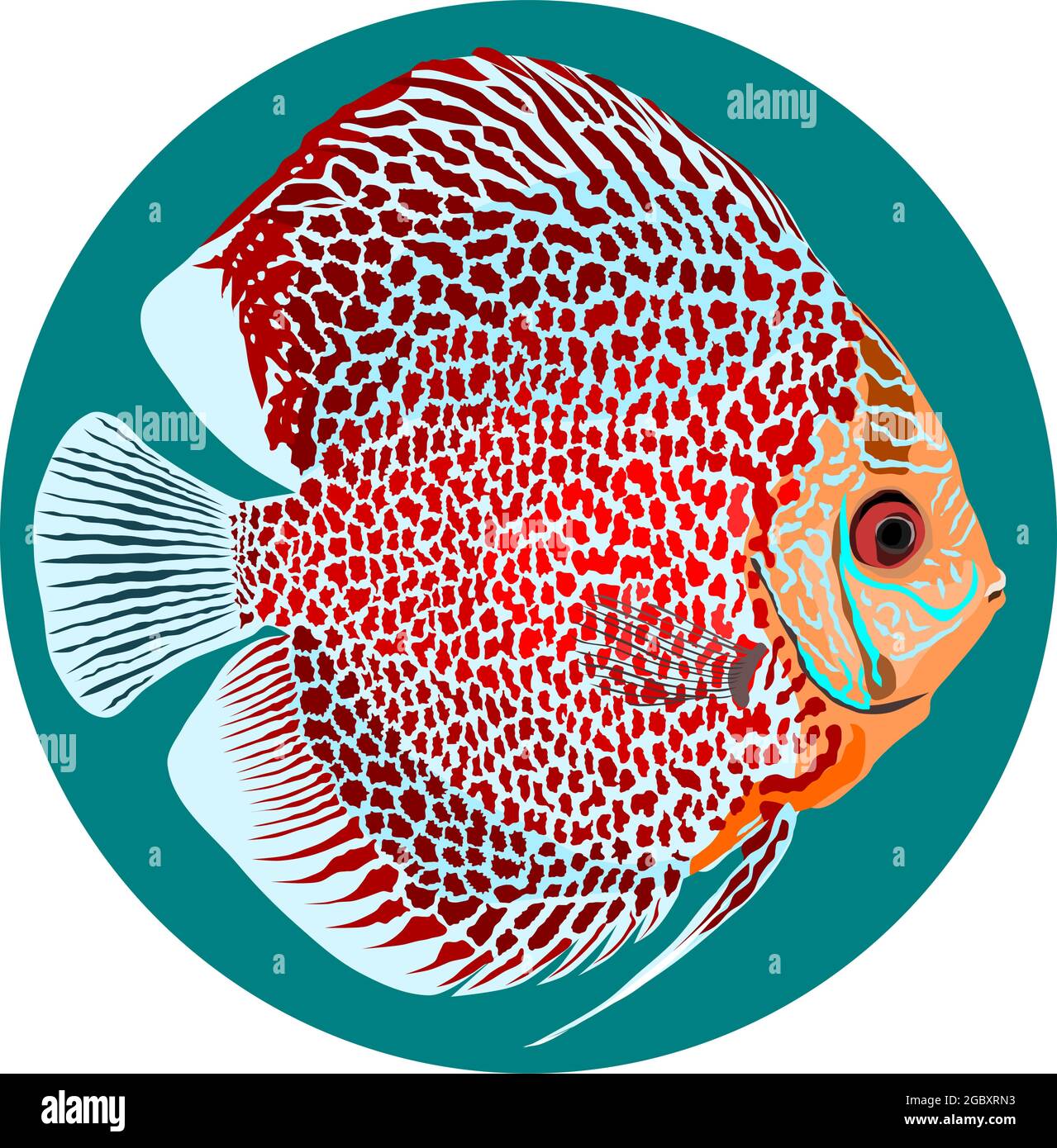 vector illustration of a leopard skin discus fish Stock Vector
