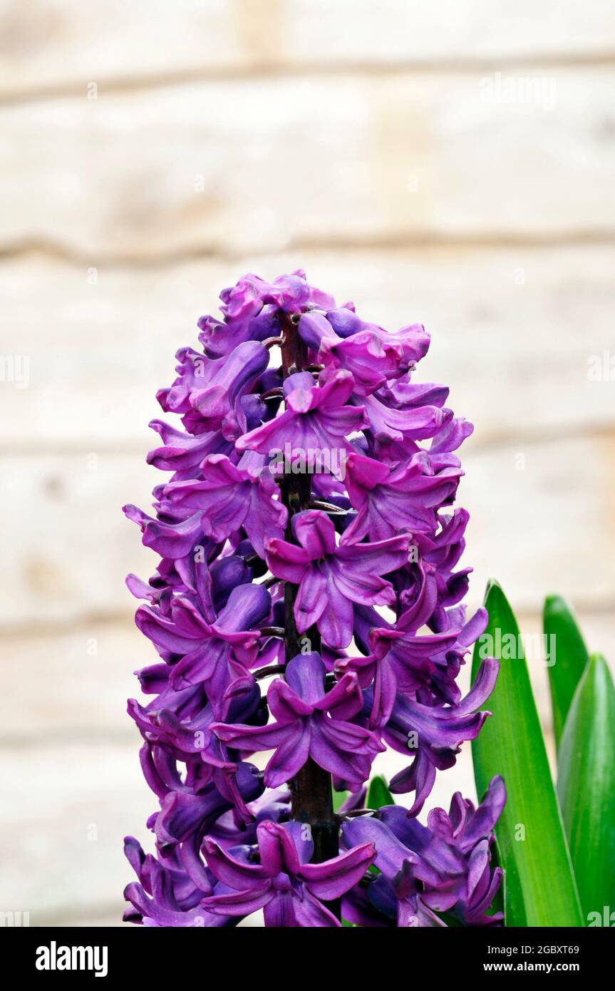 Hyacinth Purple Sensation a Hyacinth orientalis variety that is a