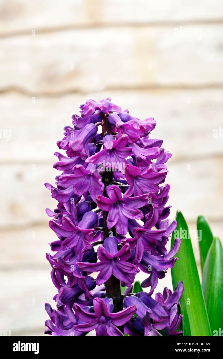 Hyacinth Purple Sensation a Hyacinth orientalis variety that is a spring flowering bulb is perennial and fully hardy Stock Photo