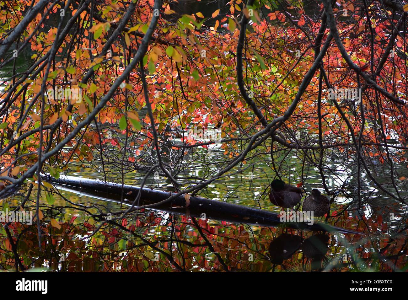 Ducks sitting on pipe in calm pond under tree branches with colourful autumn leaves. Stock Photo