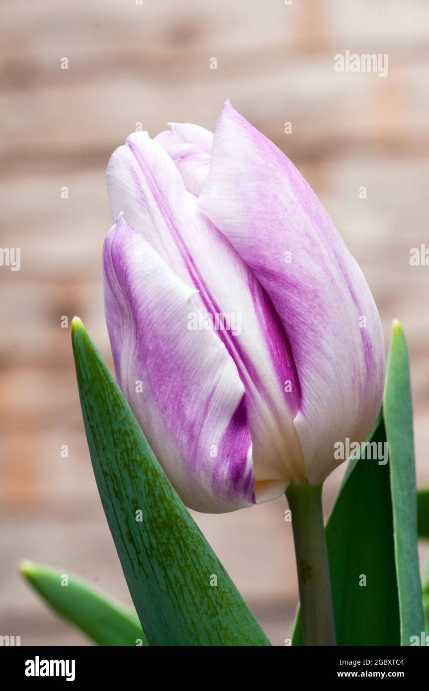 Close up of tulipa Hotpants. A single mid spring flowering bi coloured purple and white tulip belonging to the triumph group of tulips Division 3 Stock Photo