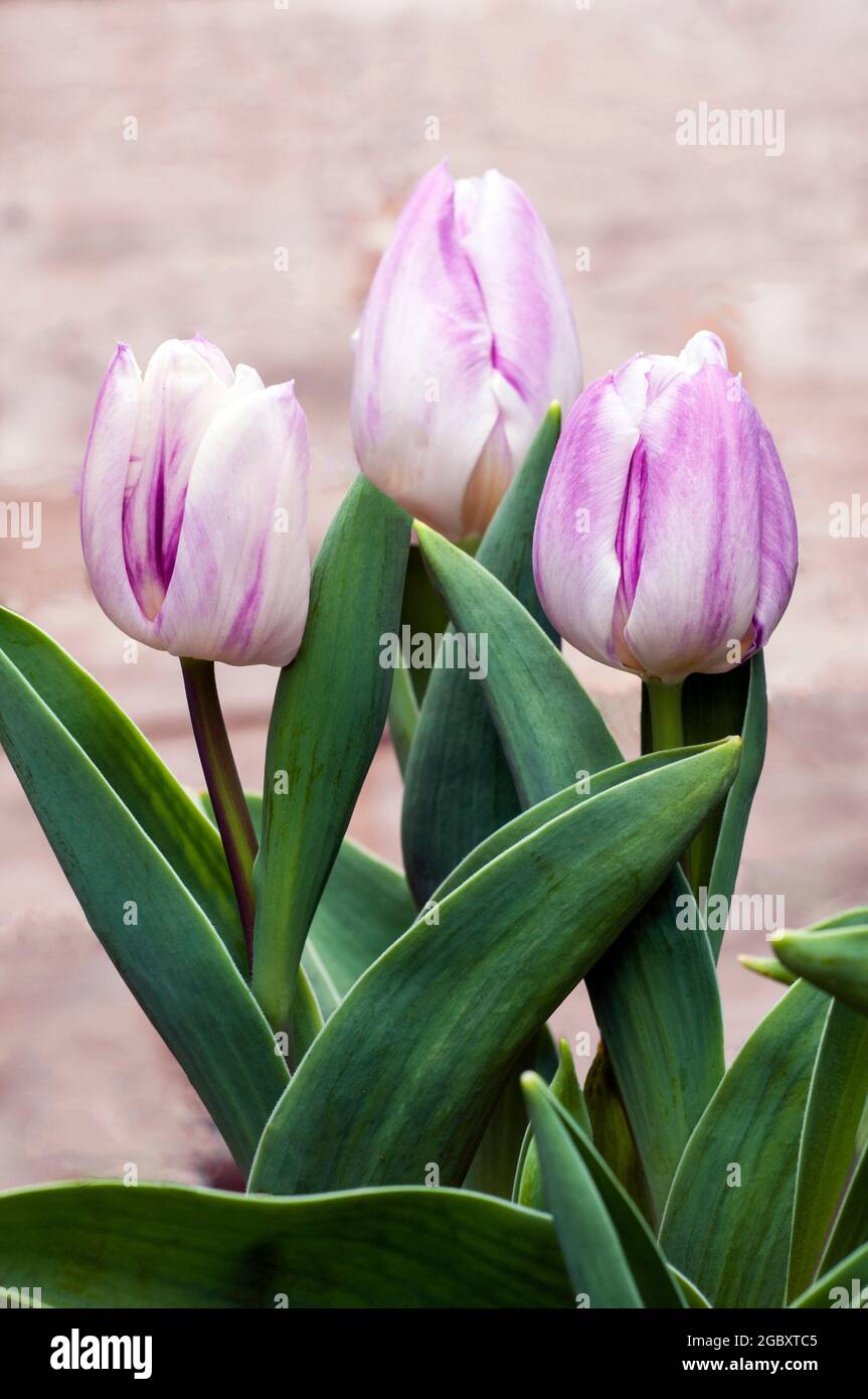 Group of tulipa Hotpants. A single mid spring flowering bi coloured purple and white tulip belonging to the triumph group of tulips Division 3 Stock Photo