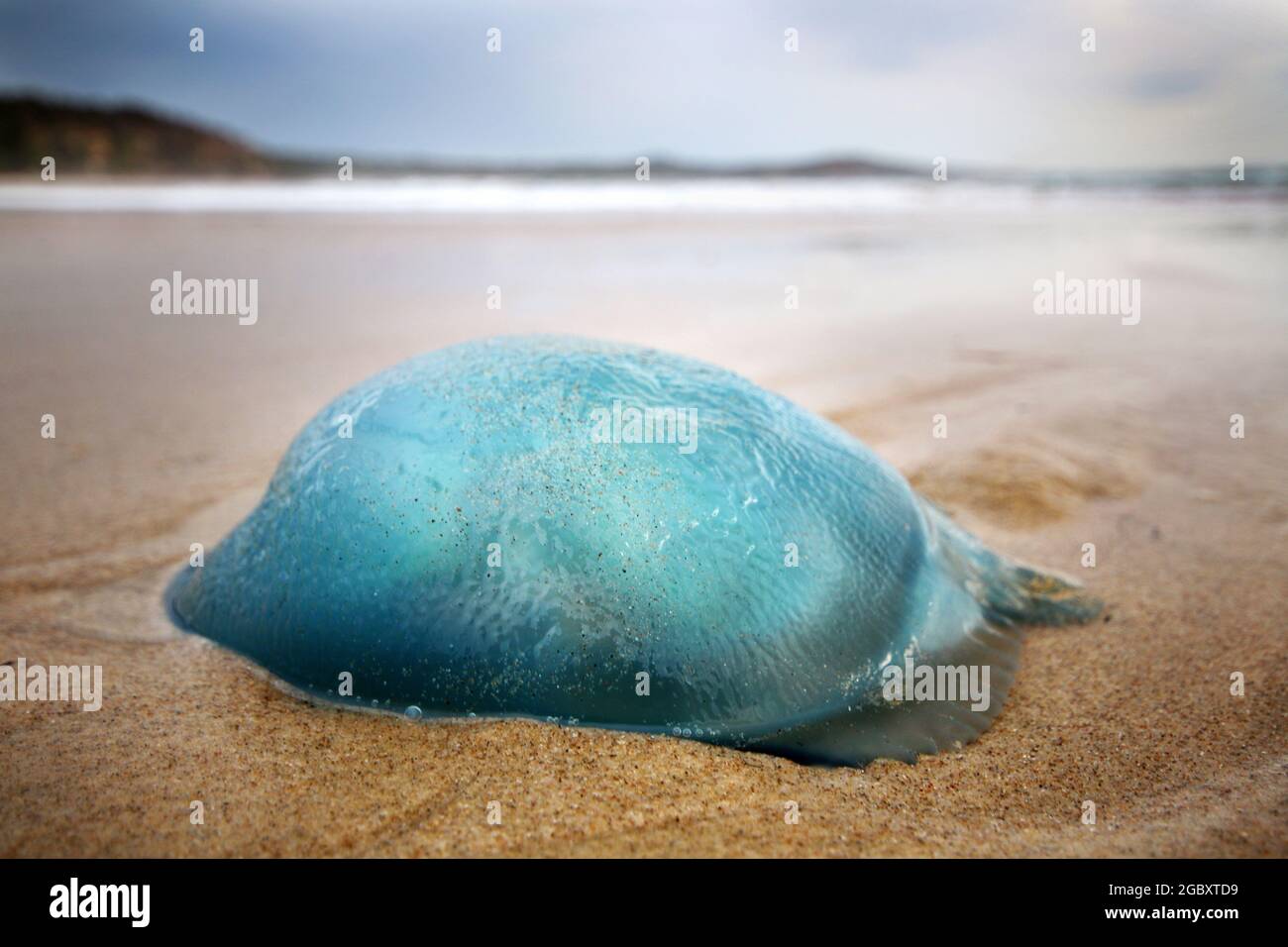 blue jellyfish on the beach Stock Photo Alamy