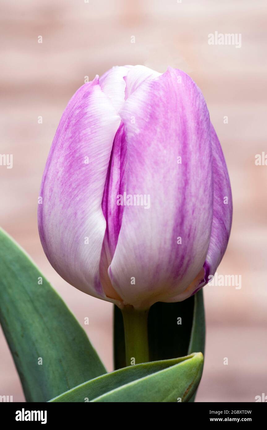 Close up of tulipa Hotpants. A single mid spring flowering bi coloured purple and white tulip belonging to the triumph group of tulips Division 3 Stock Photo
