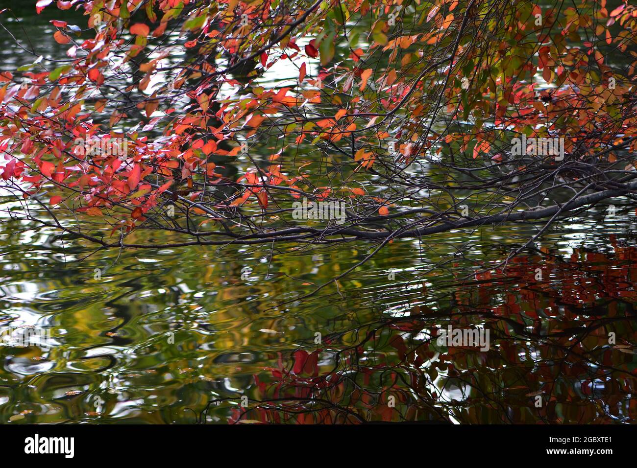 Tree branches with autumn colourful leaves above green pond water surface. Stock Photo