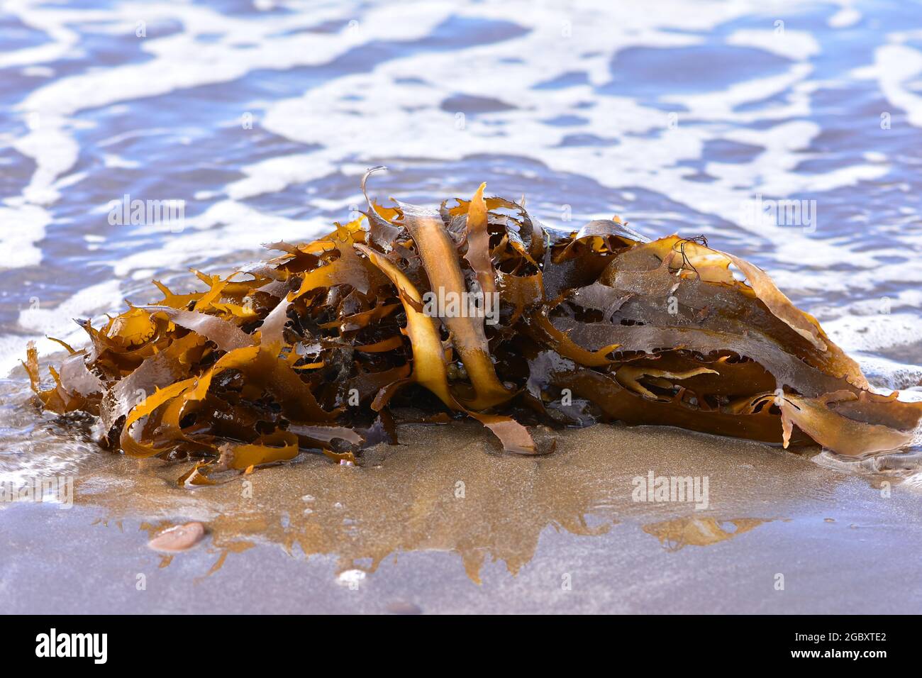 Fronds of hard brown kelp on patch of wet beach sand with shallow water around. Stock Photo