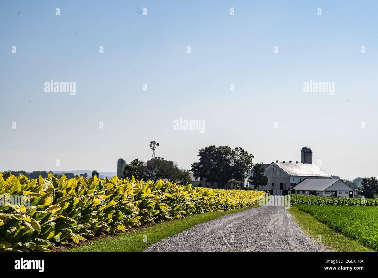 Lancaster County, Pennsylvania-August 5, 2021: Amish Farm with tabacco growing in field against a blue sky background Stock Photo