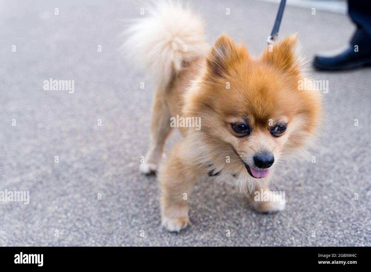 Pomeranian toy dog on lead in London Stock Photo