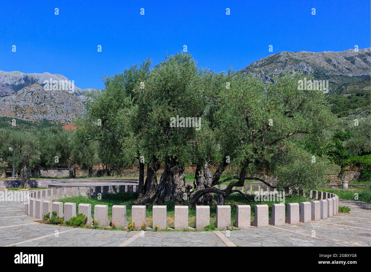 A 2,000-year-old olive tree at Stara Maslina in Bar, Montenegro Stock Photo