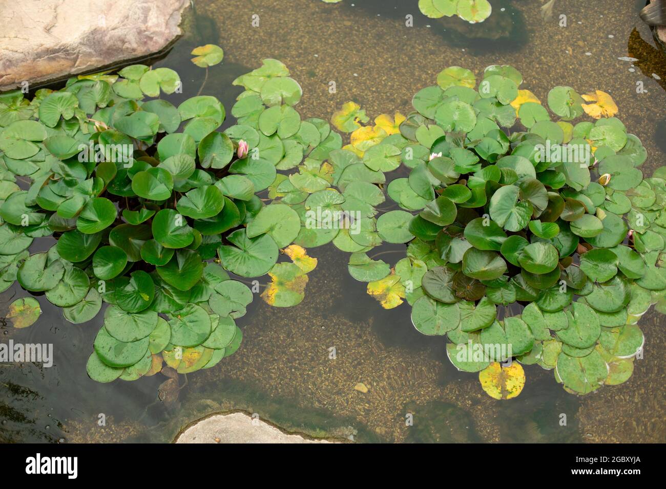 Plants in an artificial pond. Swamp plants on the water. Water