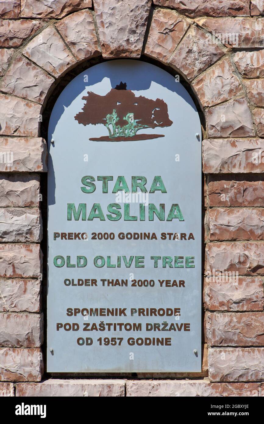 A sign post at the entrance to the 2,000-year-old olive tree at Stara Maslina in Bar, Montenegro Stock Photo