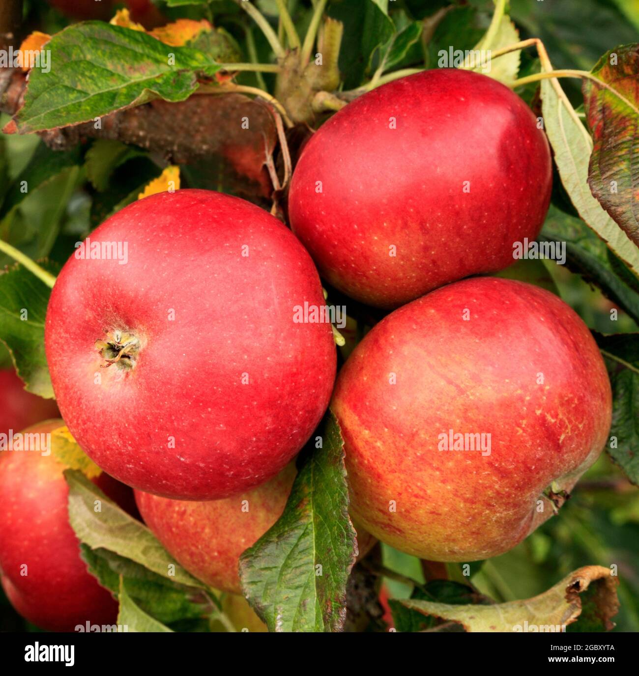 Apple 'Red Miller', growing on tree, malus domestica, apples, fruit Stock Photo