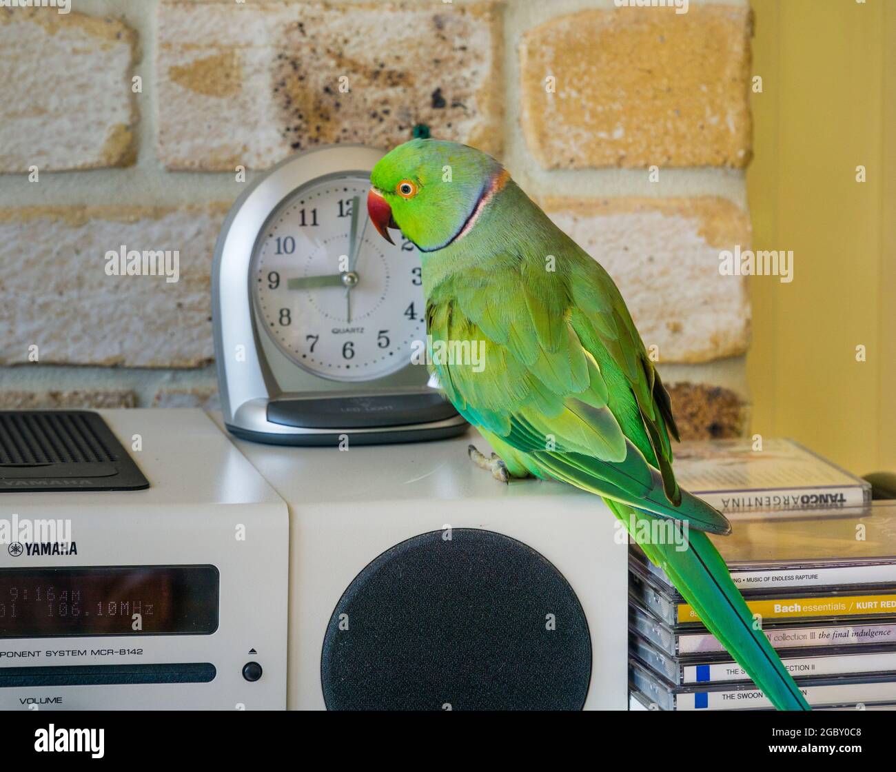 Rose-ringed parakeet pet bird listening to the radio Stock Photo