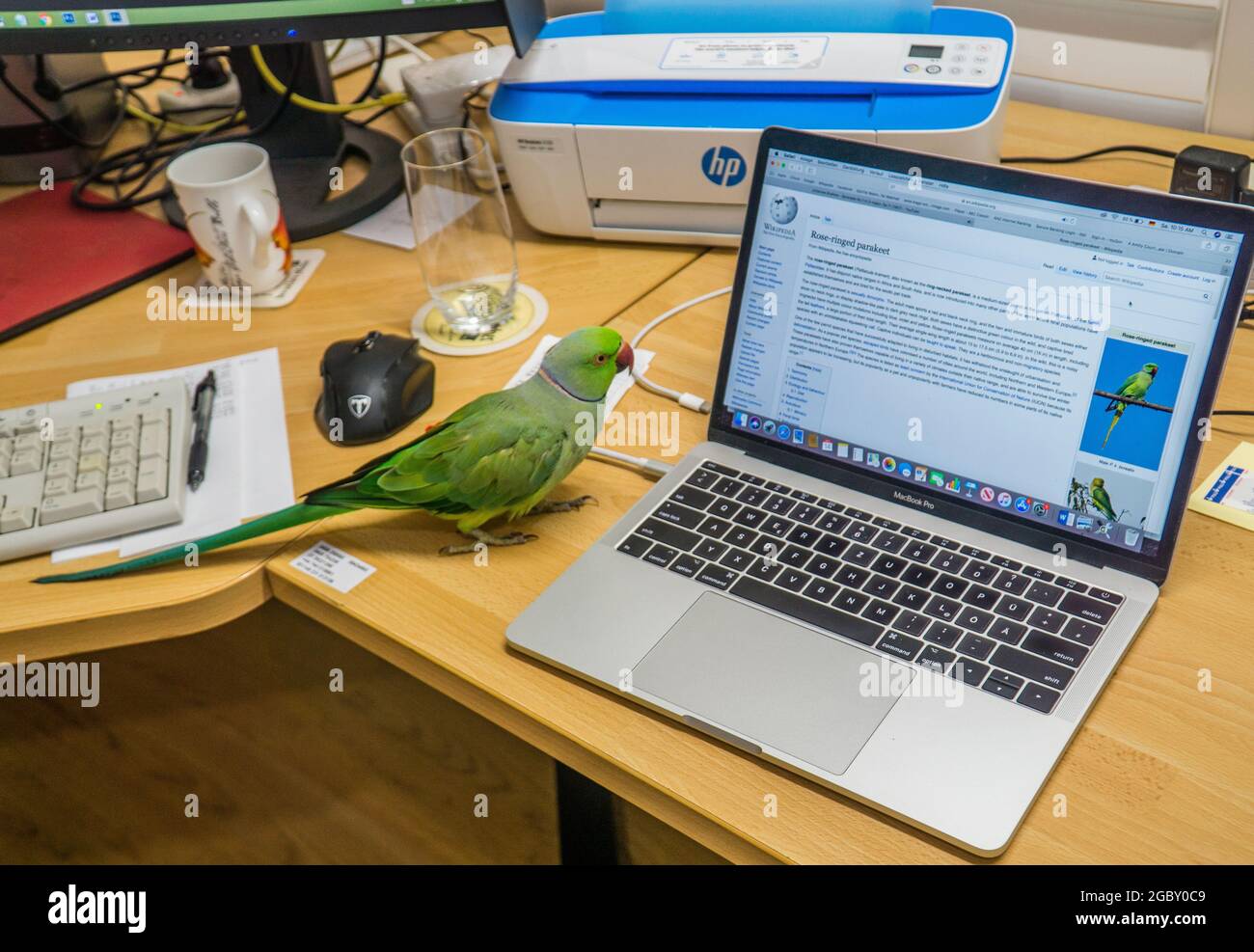 a Rose-ringed parakeet pet bird researches his origin Stock Photo